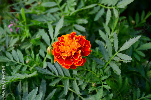Orange flower in the garden