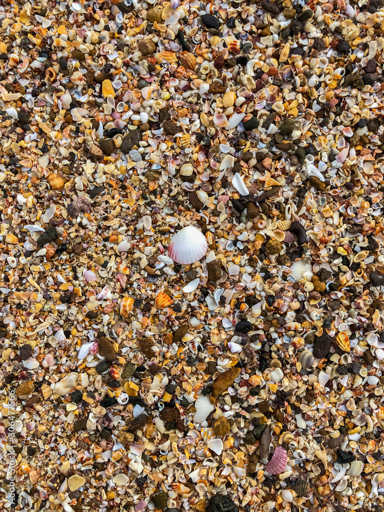 Beautiful shells in the beach making patterns Beautiful shells in the beach making patterns