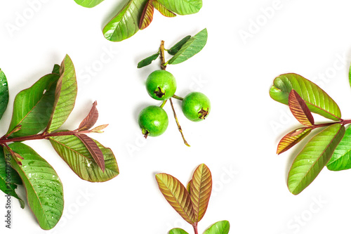 wild jungle guava and guava leaves on a white background © Danykur