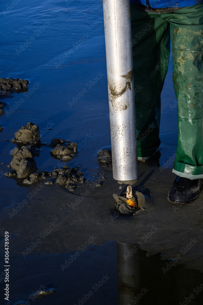 Senior man using clam gun to dig razor clams at the beach, clam peeking