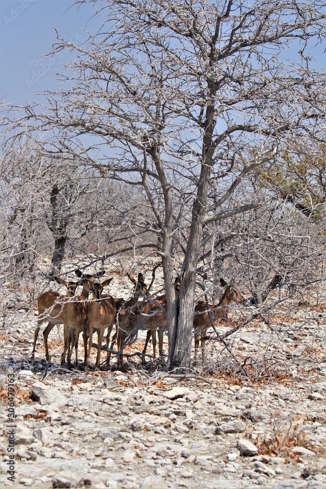 Herd of Imapalas standing under dead tree in Etosha Nationalpark, Namibia