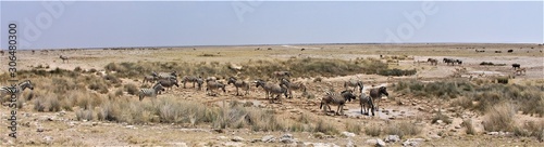 Herd of Zebras in Etosha Nationalpark, Namibia standing around