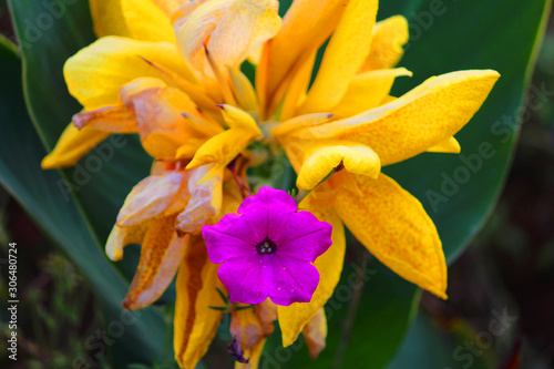 purple colored Aurelia flower in between canna flower 