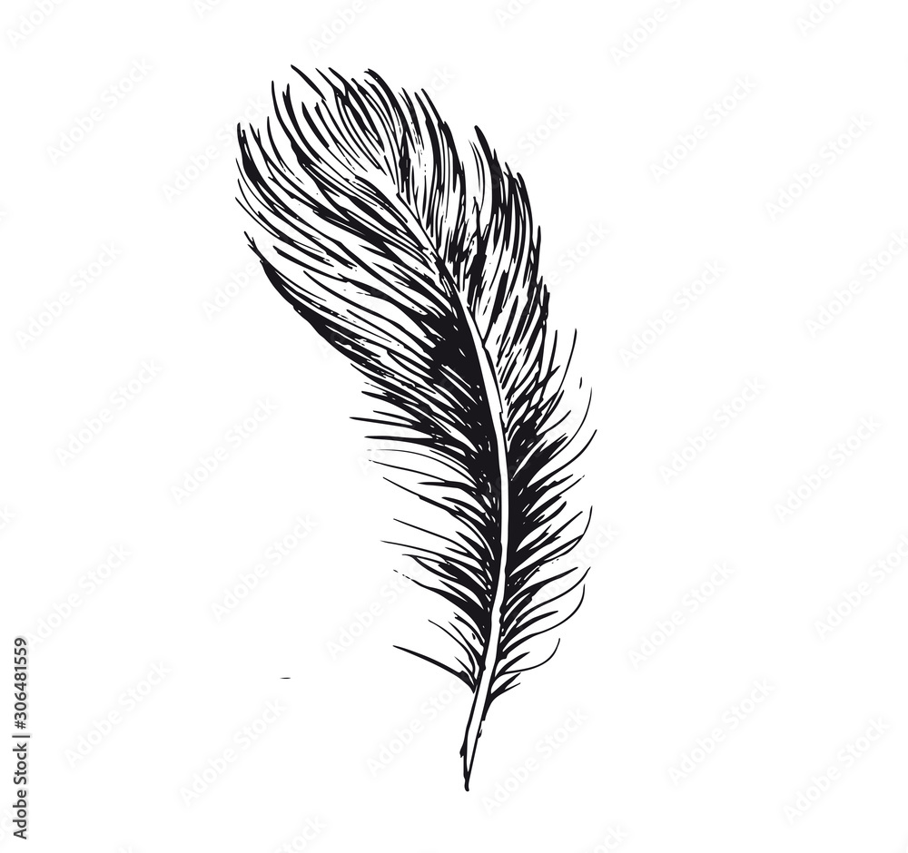 Feather hand drawn on white background Feather hand drawn on white background