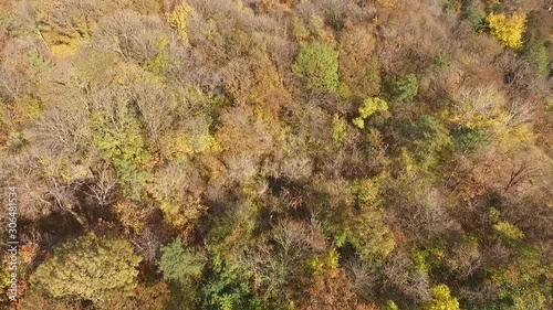 Forest seamless pattern. View from above