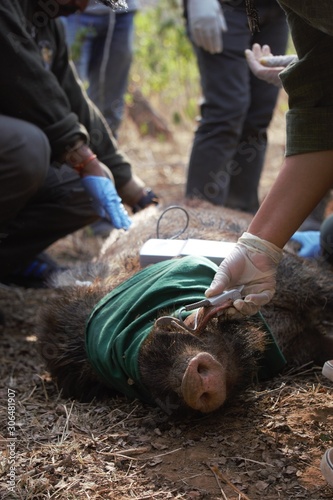 Anaesthetised pig photo