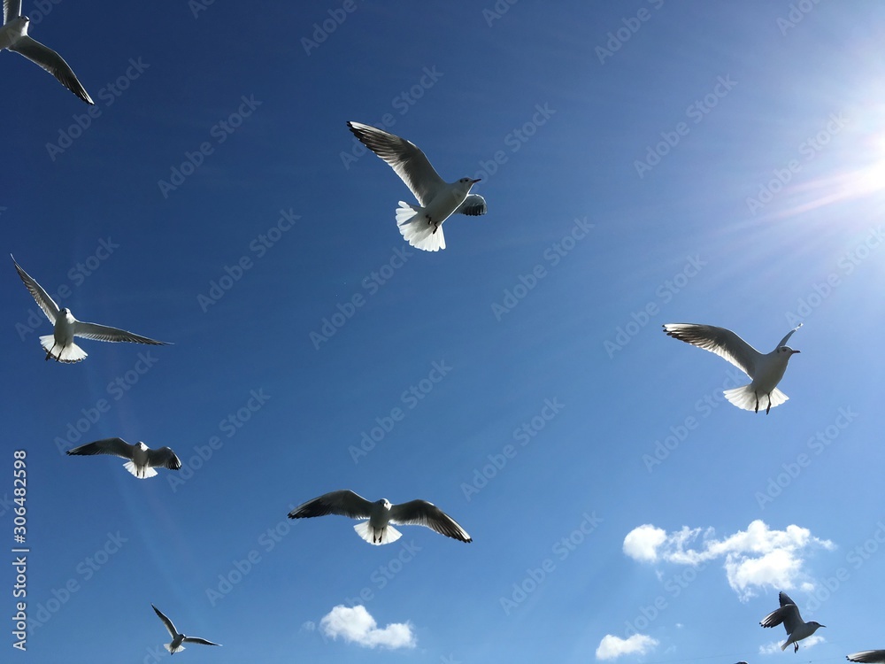 Obraz premium カモメ Seagull