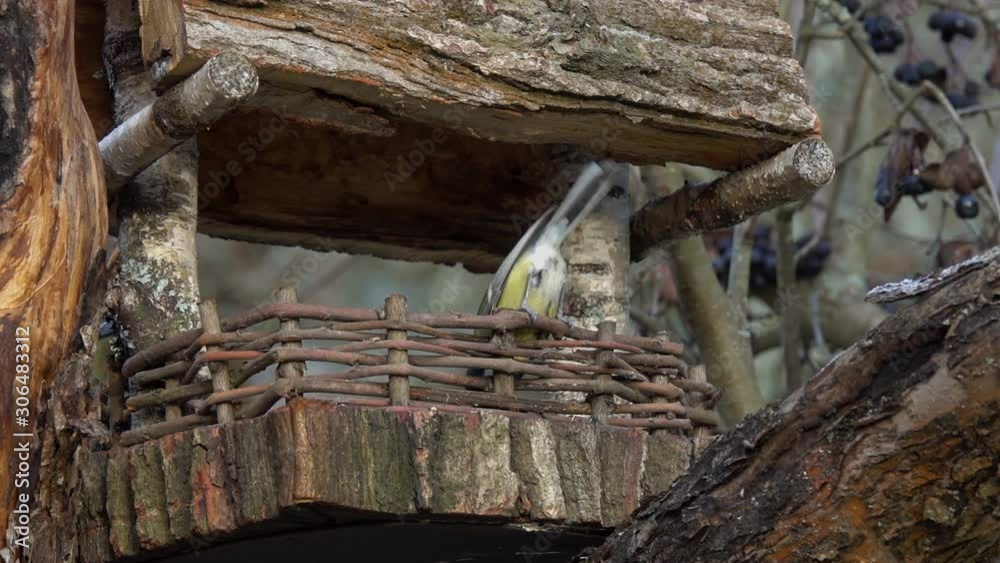 Birds have fun jumping around a decorative feeding trough. Different tits carry seeds from a feeding trough in a winter garden. Great Tit (Parus major) and Eurasian Blue Tit (Cyanistes caeruleus) Birds have fun jumping around a decorative feeding trough. Different tits carry seeds from a feeding trough in a winter garden. Great Tit (Parus major) and Eurasian Blue Tit (Cyanistes caeruleus)