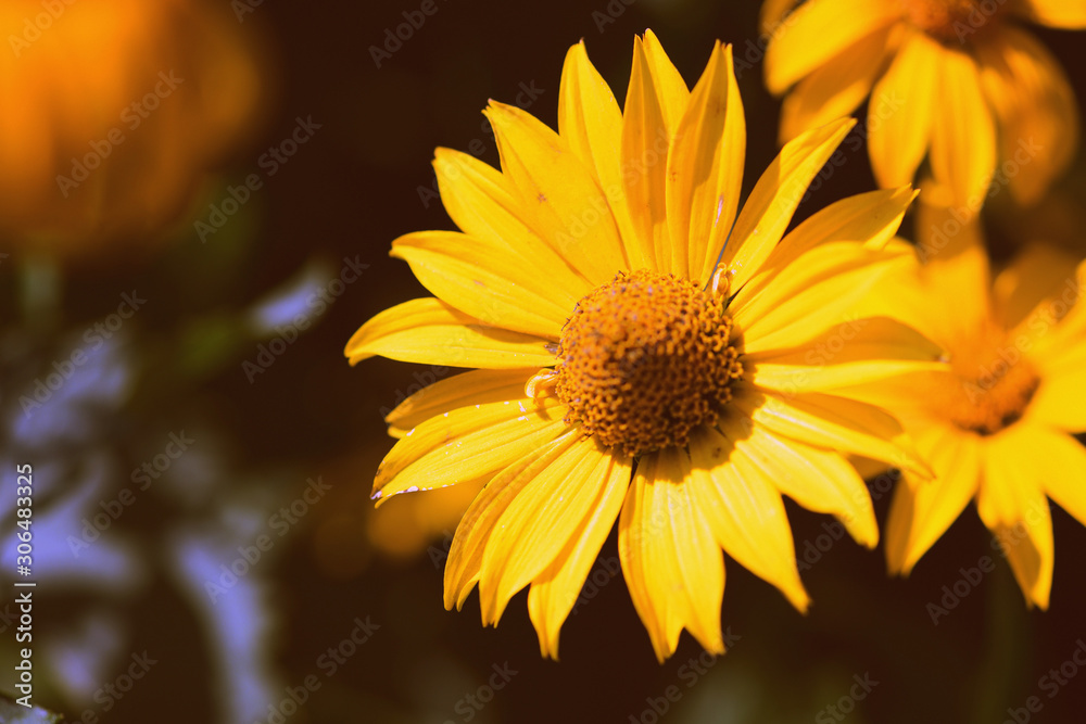 Obraz premium Yellow Rudbeckia flower on a sunny day close-up. Retro style toned