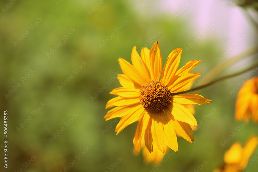 Yellow Rudbeckia flower on a sunny day close-up. Retro style toned Yellow Rudbeckia flower on a sunny day close-up. Retro style toned