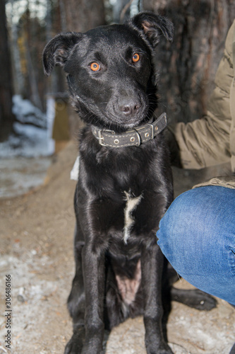Wallpaper Mural Homeless black dog in Siberia Torontodigital.ca