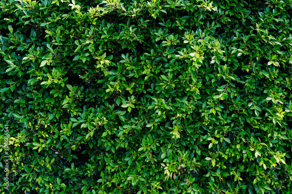 Natural green leaves wall background, texture leaves of tree is background. Green leaves give a pleasant and fresh feeling. Ficus annulata leaves wall in natural garden for wallpaper. Natural green leaves wall background, texture leaves of tree is background. Green leaves give a pleasant and fresh feeling. Ficus annulata leaves wall in natural garden for wallpaper.