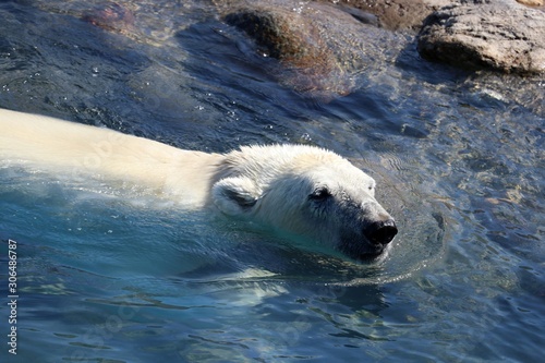 Polar bear swimming on the water. Selective focus