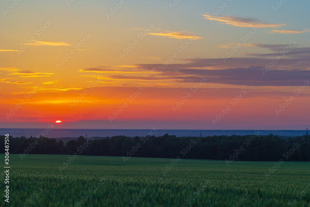 Wheatfield of green color in evening sunset.