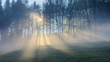 Sonnenstrahlen im Nebel scheinen durch den Wald - Sunbeams in the mist shine through the trees