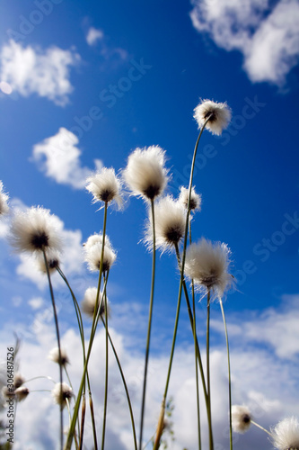 Sunny meadow und blue sky © George Spade