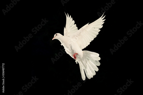 White dove flying on black background and Clipping path .freedom concept and international day of peace