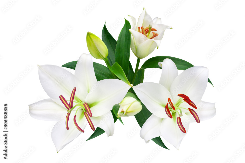White lily flowers and buds with green leaves on white background isolated close up, lilies bunch, elegant lilly bouquet, lillies floral pattern, holiday greeting card or wedding invitation design - obrazy, fototapety, plakaty 