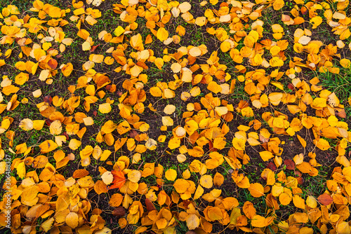 Fallen yellow autumn leaves background