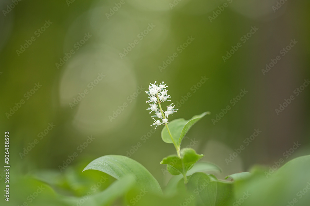 May lily, or false lily of the valey (maianthemum bifolium) selective focus, magic bokeh. May lily, or false lily of the valey (maianthemum bifolium) selective focus, magic bokeh.
