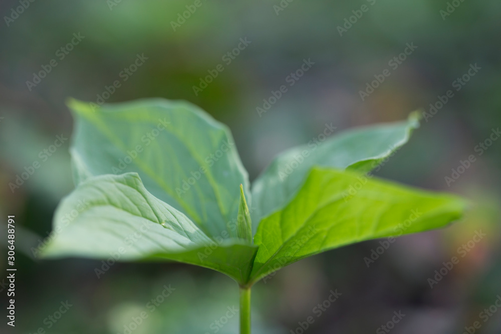 Paris quadrifolia, the herb-paris or true lover's knot, is a species of flowering plant in the Melanthiaceae family. Paris herb flower (Paris quadrifolia) blooming in the grove. Paris quadrifolia, the herb-paris or true lover's knot, is a species of flowering plant in the Melanthiaceae family. Paris herb flower (Paris quadrifolia) blooming in the grove.