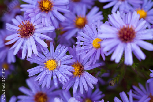 Blue aster flowers.