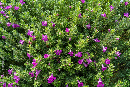 Valokuva Beautiful pink and purple flowers