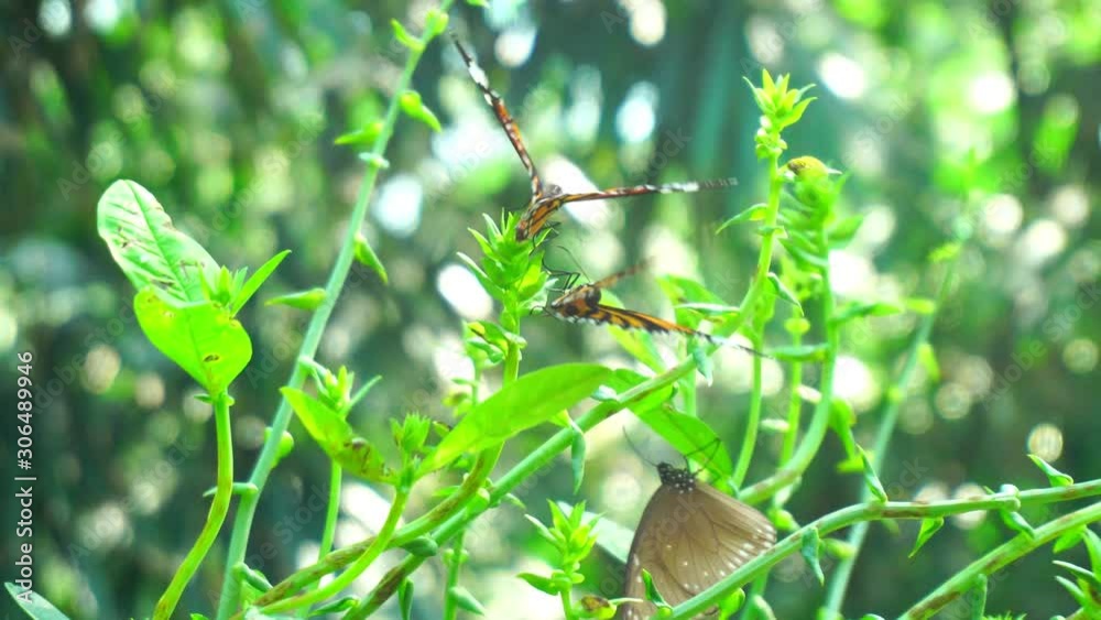 Beautiful butterfly on flower in the nature Beautiful butterfly on flower in the nature
