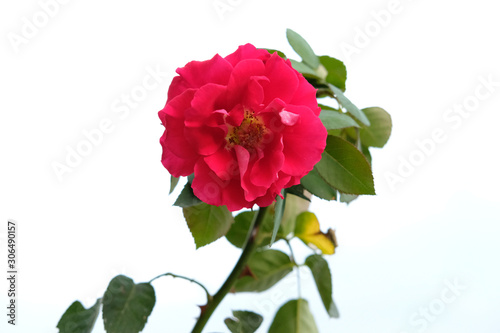 front view red rose flower with white cloudy background