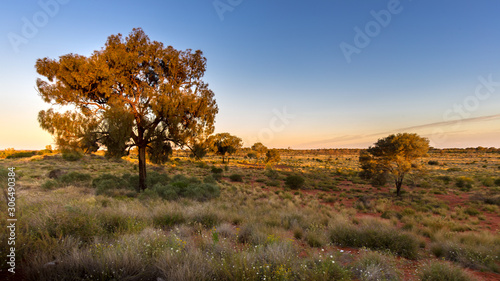 Принти на полотні Late evening on the Australian bush