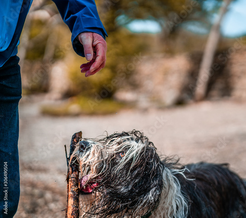 Wet dog brings back toy stick from the lake. Playing outdoors. The Bearded Collie  or Beardie  is a herd breed of dog only primarily by Scottish shepherds  a canine breed of British origin. 