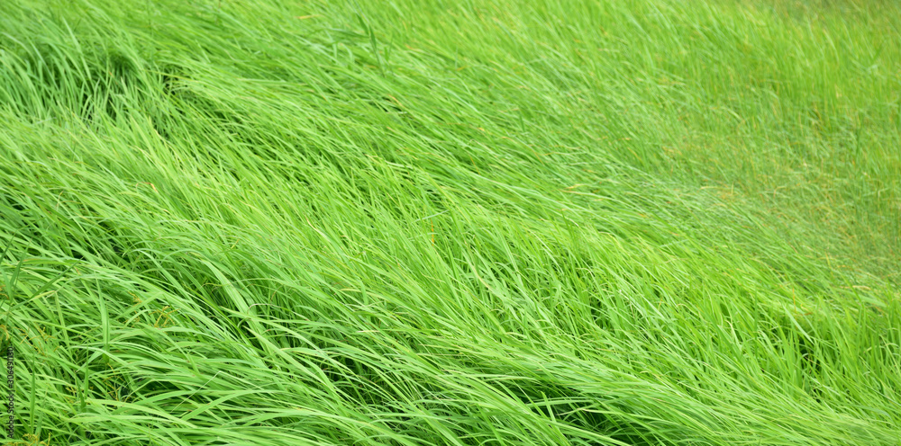 green field in nature green field in nature