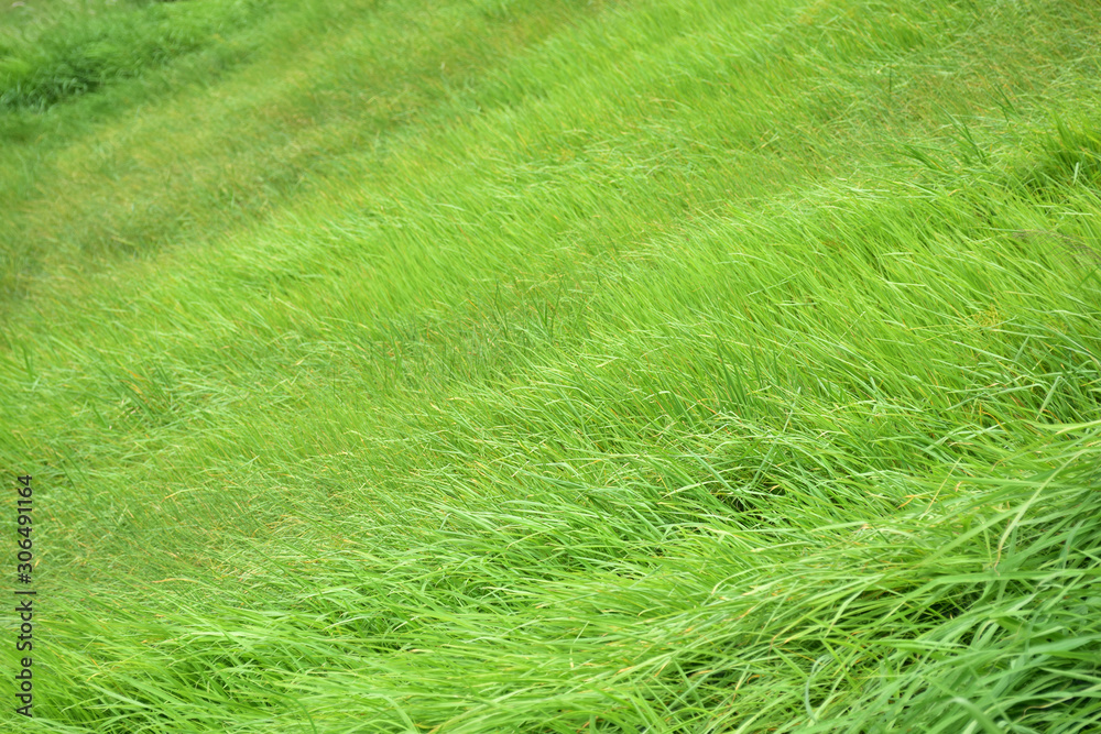 green field in nature green field in nature