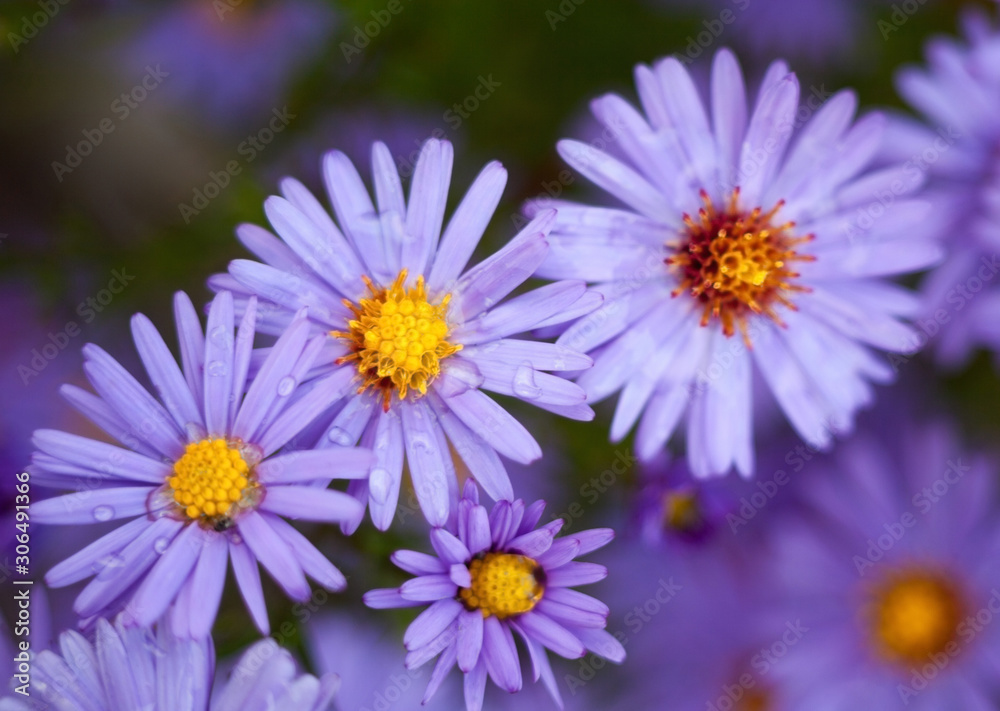 Blue aster flowers. Blue aster flowers.
