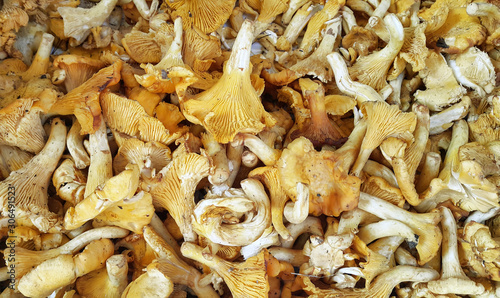 Edible Chanterelle mushrooms close-up