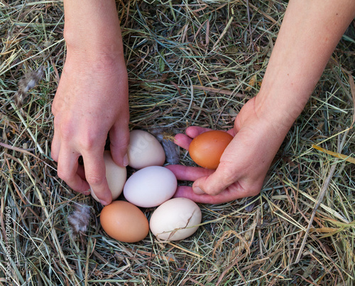 Hands taking the hen's eggs from the nest