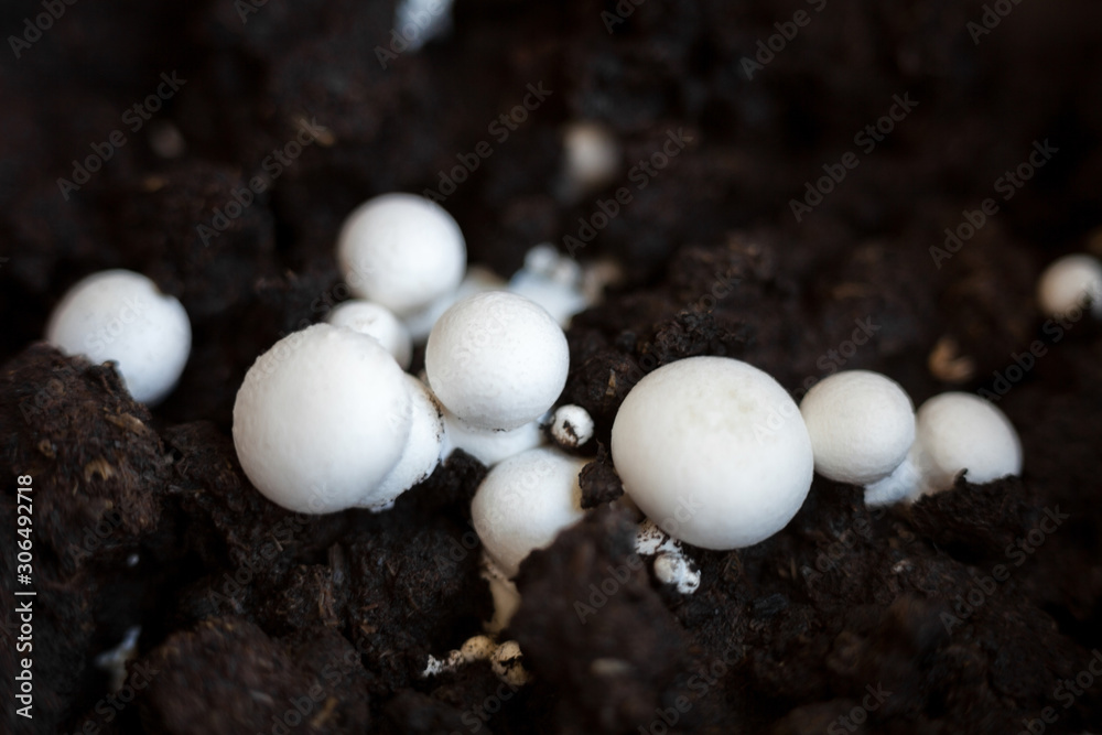 Button mushrooms in the ground Button mushrooms in the ground
