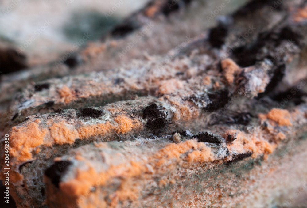 Fototapeta premium Mouldy (moldy) bread. Close-up.