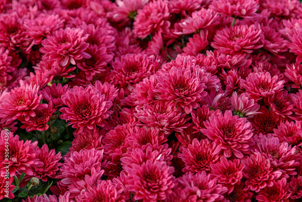 multi-colored flower beds of beautiful chrysanthemums multi-colored flower beds of beautiful chrysanthemums