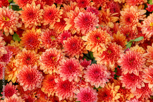 multi-colored flower beds of beautiful chrysanthemums