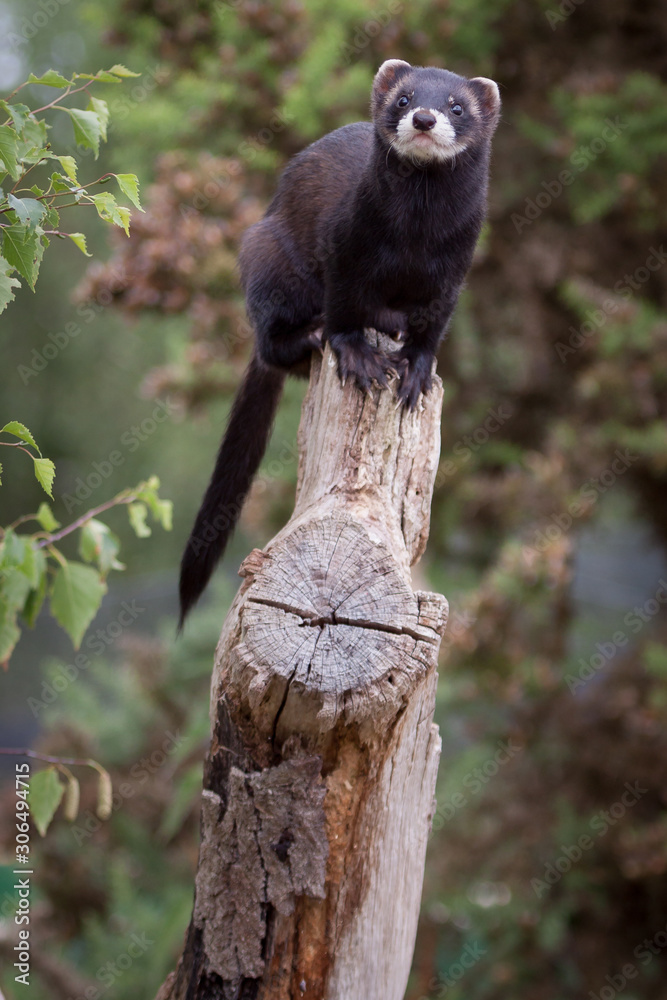 Naklejka premium Polecat-coloured Ferret