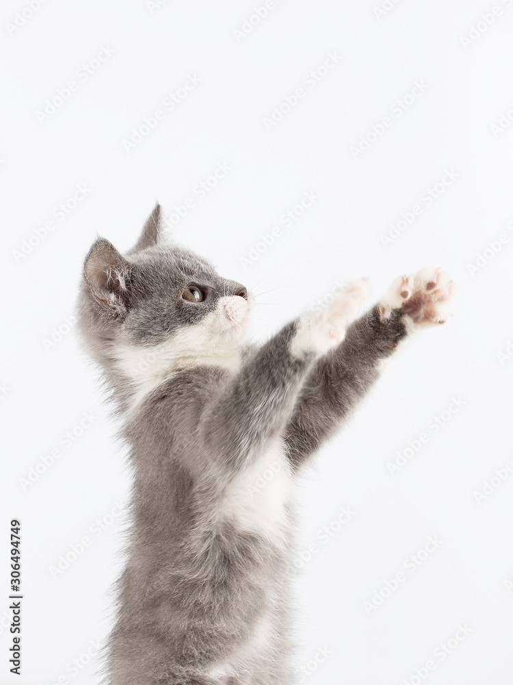 Fototapeta premium Cute gray kitten playing funny and fun on a white background.