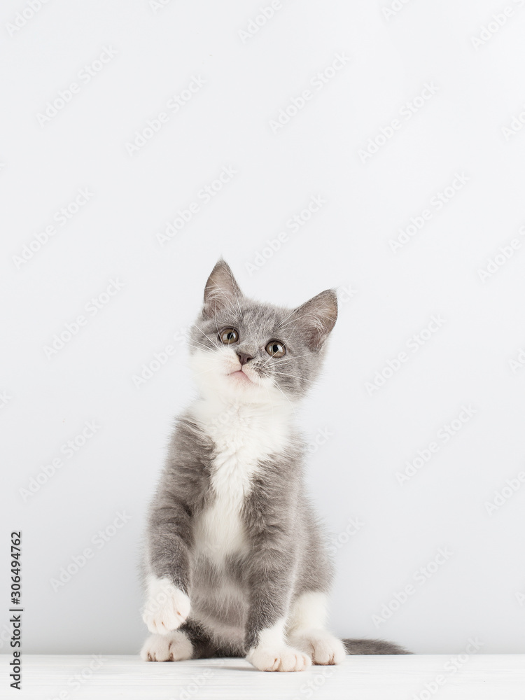 Cute gray kitten playing with a christmas toy.