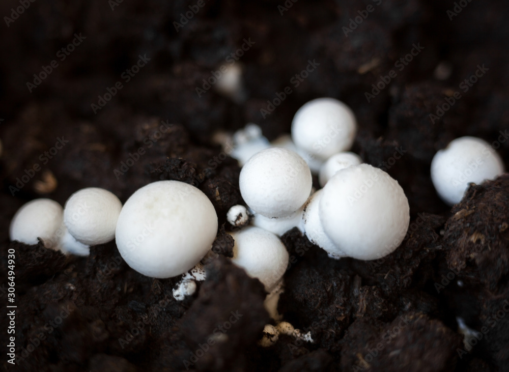 Button mushrooms in the ground Button mushrooms in the ground