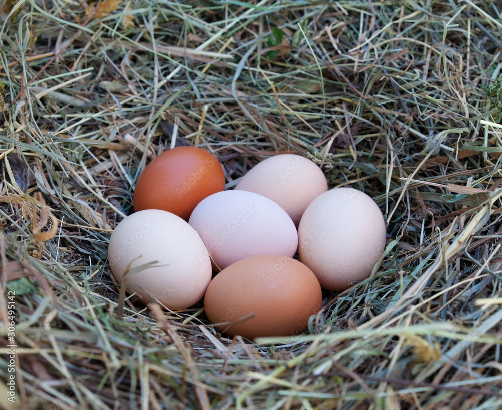 Hen's eggs in the hay nest