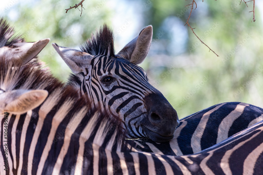 Fototapeta premium zebra