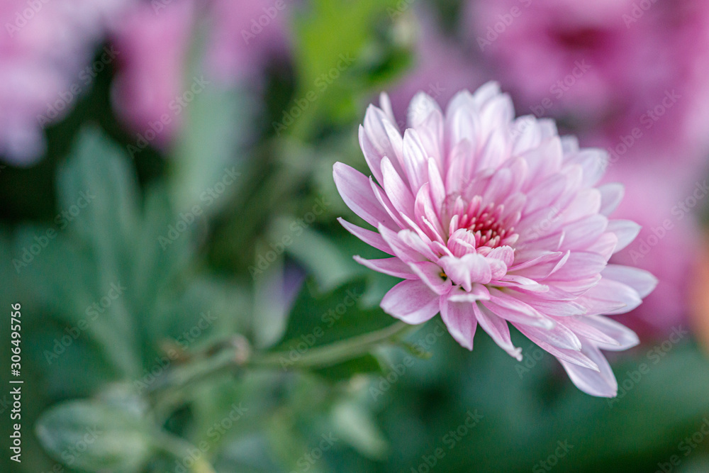 multi-colored flower beds of beautiful chrysanthemums