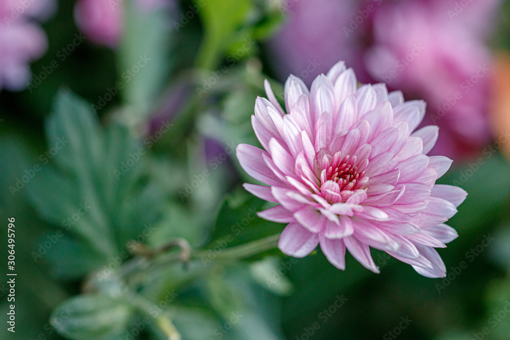 Obraz premium multi-colored flower beds of beautiful chrysanthemums