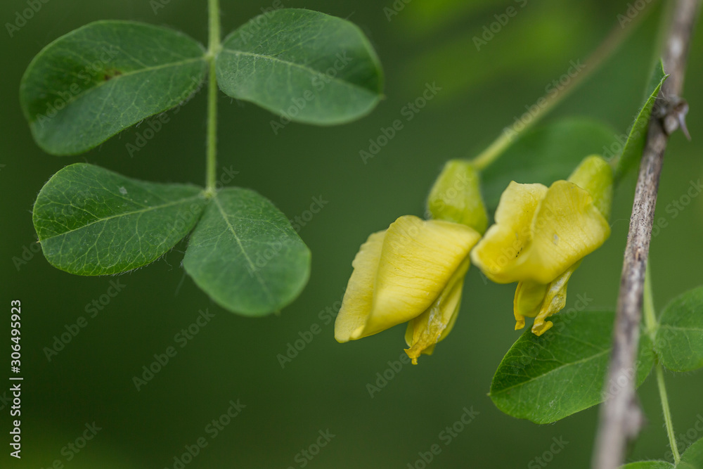 yellow flowers Siberian pea-tree (Caragana arborescens), selective ...