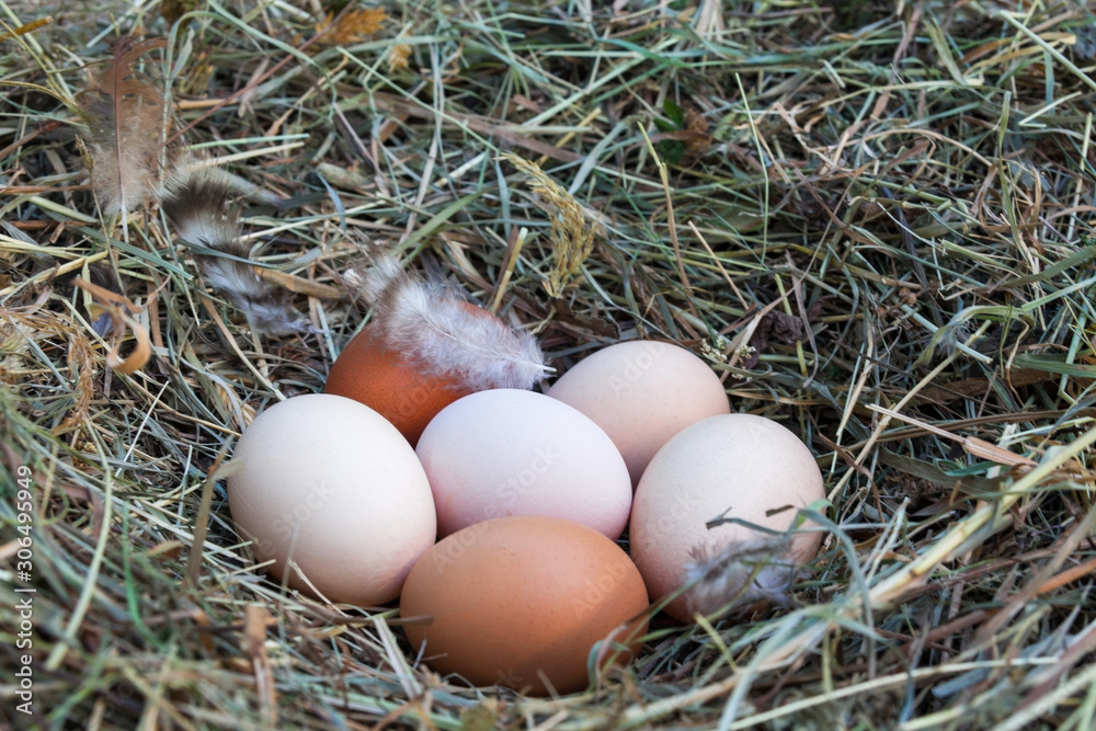 Hen's eggs in the hay nest